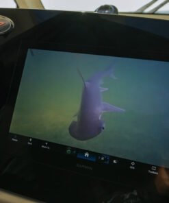 Unterwasseraufnahme OceanLED Kamera Fischbeobachtung
